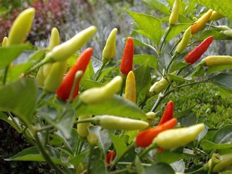 What Makes Chillies Hot, List of Hottest Chile Peppers in The World