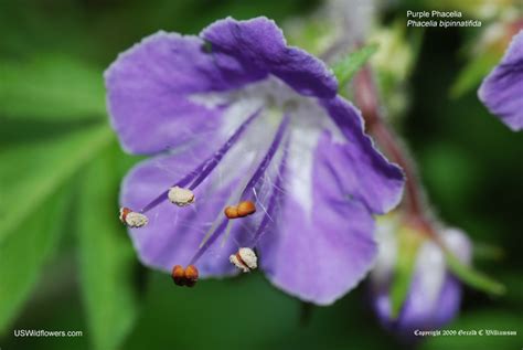 US Wildflower - Purple Phacelia, Fernleaf Phacelia - Phacelia bipinnatifida