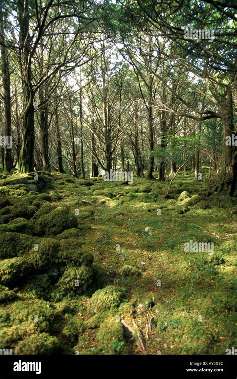 Ireland Killarney National Park deserted forest with green trees moss and ferns like a fairyland ...