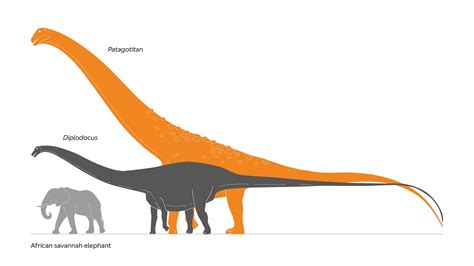 Patagotitan mayorum: Colossal dinosaur that dwarfs Dippy the Diplodocus to go on display in UK ...