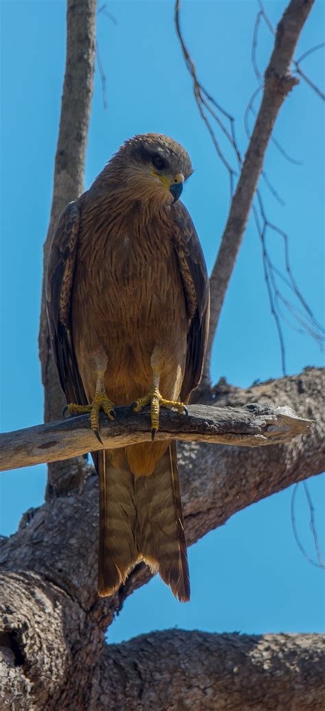 Picture of a black kite - About Wild Animals