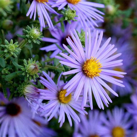 10 Top Plants For Fuss-Free Native Prairie Gardens | The Family Handyman