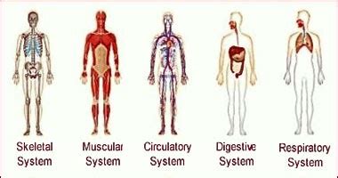 Human Body Systems Interactions Chart