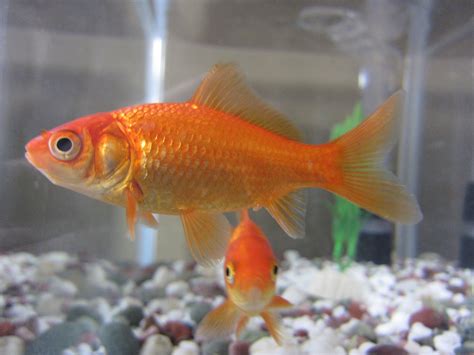 AquariumKids.com | Goldfish Care Sheet