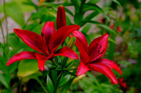 deep red lily flowers by supergold