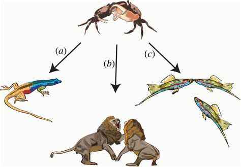 The establishment and maintenance of dominance hierarchies | Philosophical Transactions of the ...