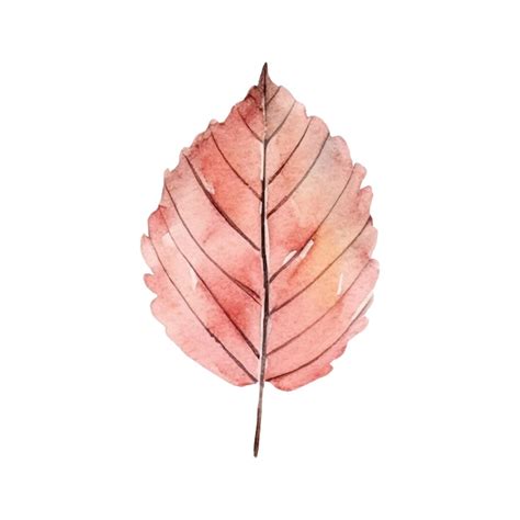 Premium Vector | Watercolor autumn leaf illustration