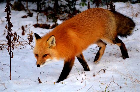 Beautiful Red Fox (Vulpes vulpes) in New Hampshire [4928x3264] (OC) : r ...