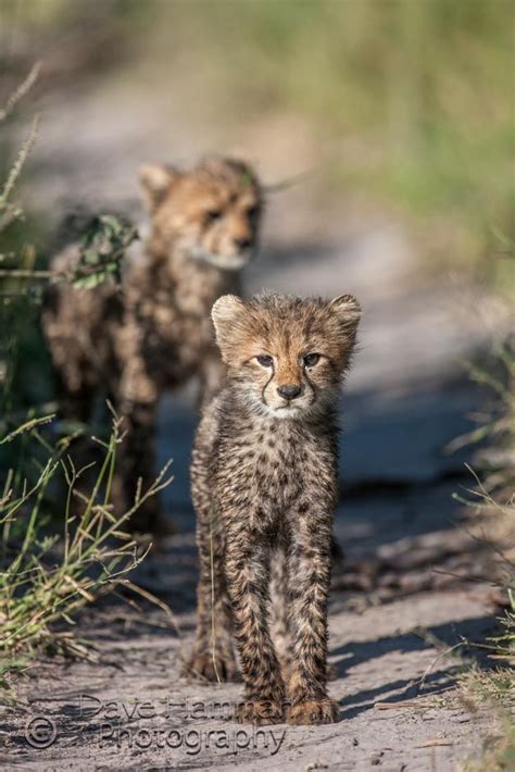 Cheetah cubs at Chitabe | África