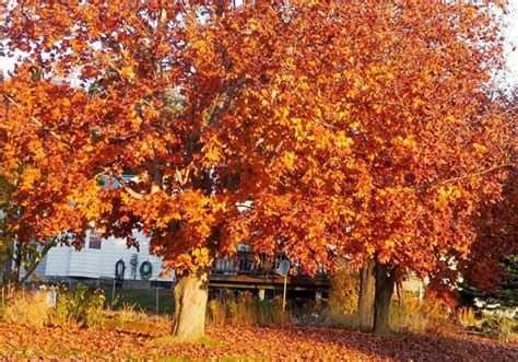 Best Maple Trees for Fall Color - PlantingTree