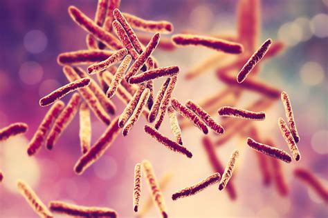 Study could explain tuberculosis bacteria paradox | CTBP