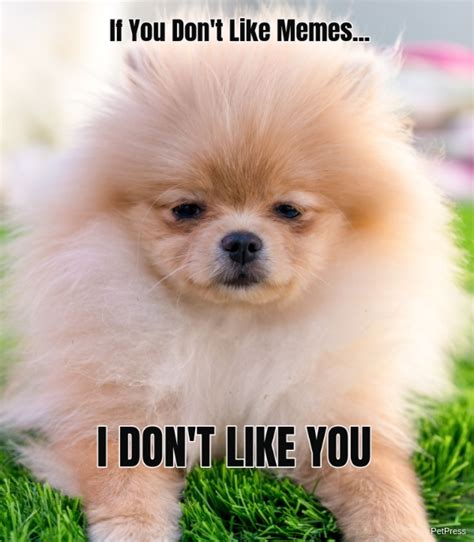 If you don't like memes? pomeranian meme angry | PetPress