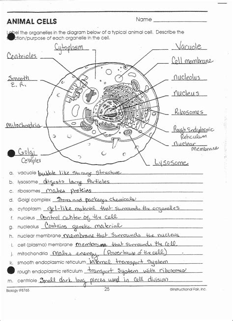 Plant And Animal Cell Review Worksheet