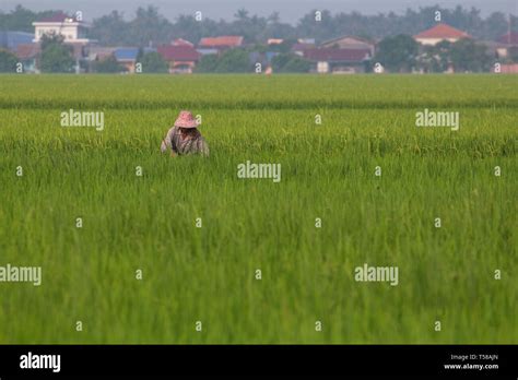 The greenery of the Sekinchan paddy field Stock Photo - Alamy