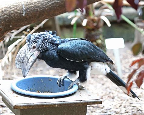 Pictures and information on Silvery-cheeked Hornbill