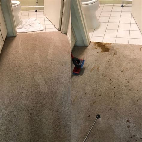 Pet Odor Removal Concord CA – United Carpet Care