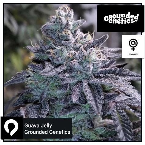 Guava Jelly - Grounded Genetics - Regular Seeds | Kazam Seeds