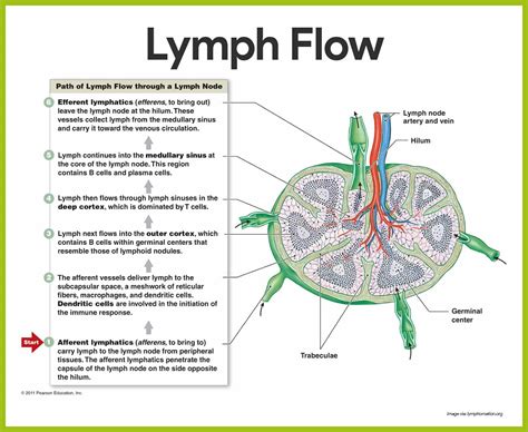 Lymphatic System Anatomy and Physiology - Nurseslabs