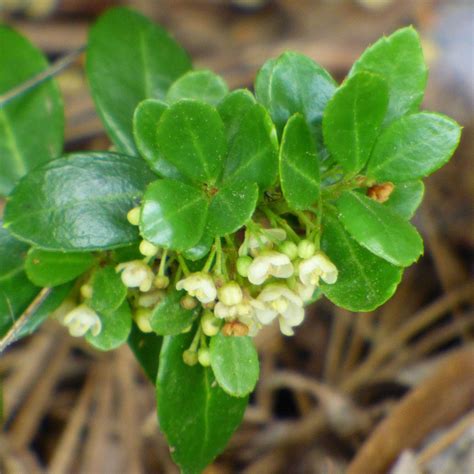 How to Grow Boxwood Seeds — Perfect Guidance | by Norma Hall | Medium