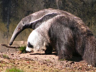 Anteater Animal Facts | Myrmecophaga Tridactyla | AZ Animals