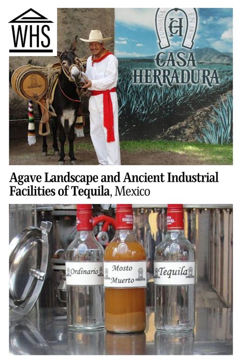 Agave Landscape and Ancient Industrial Facilities of Tequila | World ...