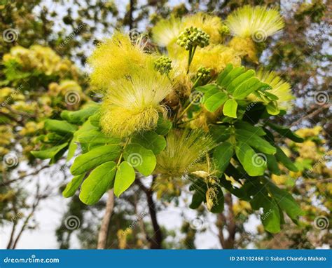 Albizia Lebbeck or Shirisha Tree Flowers. Stock Photo - Image of siris ...