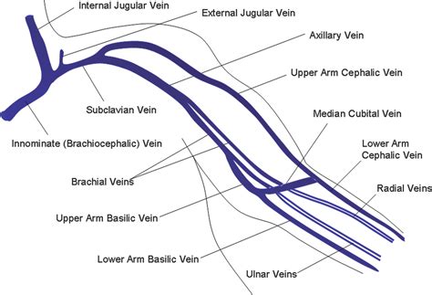 Vein Anatomy Arm - Anatomical Charts & Posters