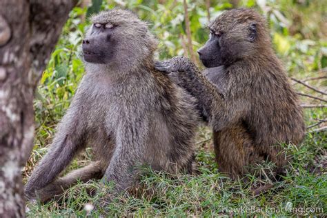 Arusha National Park - HawkeBackpacking.com