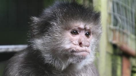 Monkey sanctuary in Cornwall could be forced to close due to rising costs | ITV News West Country