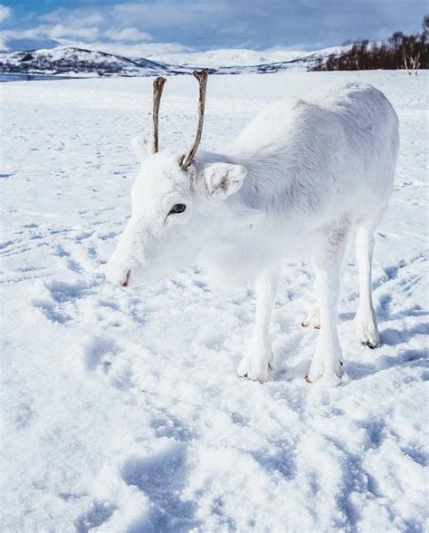 Baby White Reindeer in Norway : r/aww