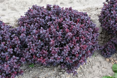 Concord Barberry (Berberis thunbergii 'Concorde') in Edmonton St Albert Sherwood Park Stony ...