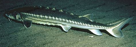 Sturgeon Species List - sturgeons - Pond Life