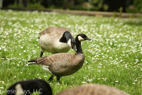 Identifying Canada Geese vs Cackling Geese — Geese Guys