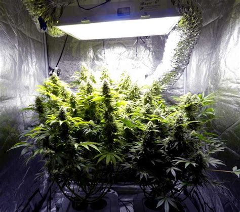 A How To Guide On Growing Weed Indoors - DispensaryGTA