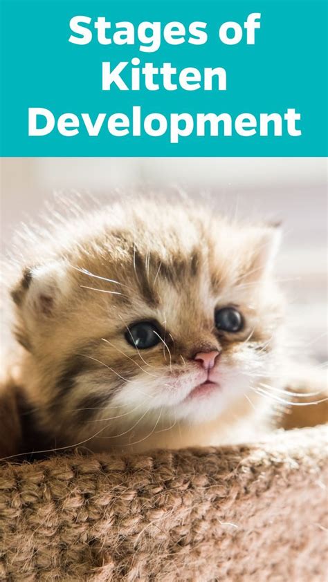 Stages of Kitten Development