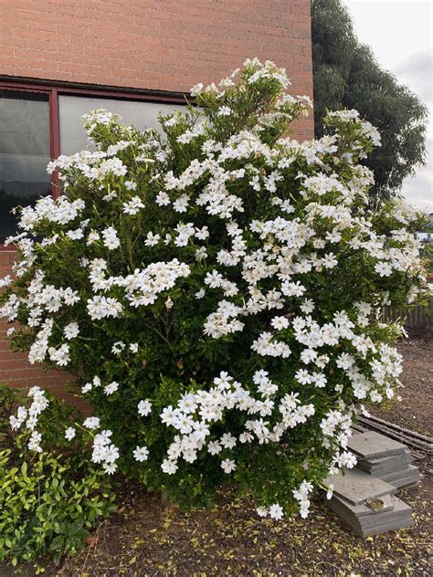 GARDENIA THUNBERGIA TREE GARDENIA 150MM | The Garden Feast