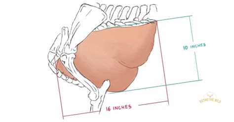 Deer Kill Zone Size Explained - eatingthewild.com