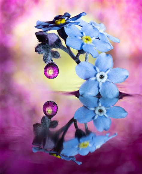 Macro Photography Reveals Water Droplets as Miniature Works of Art