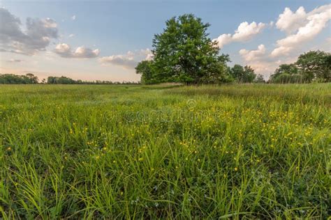 Landscape of a Flowering Meadow in France in Spring Stock Image - Image ...