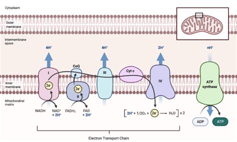 Mitochondrial Electron Transport Chain