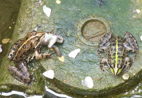 Marsh frog - impacting upon common frog?? - Reptiles and Amphibians of ...