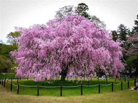 pink-weeping-cherry-2 | Weeping cherry tree, Flowering cherry tree, Weeping trees