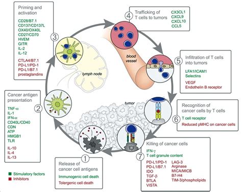 The role of immunotherapy in treating solid cancers | Cancer World Archive