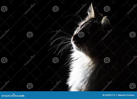 Outline Silhouette Portrait of Beautiful Fluffy Cat on a Black Background Stock Photo - Image of ...