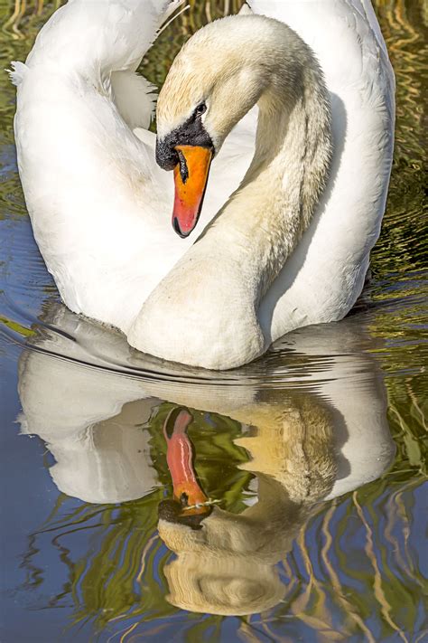 Mute Swan (With images) | Pet birds, Pretty horses, Animal photo