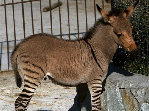 Introducing the Latest Zonkey: Zebra/Donkey Mix - ABC News