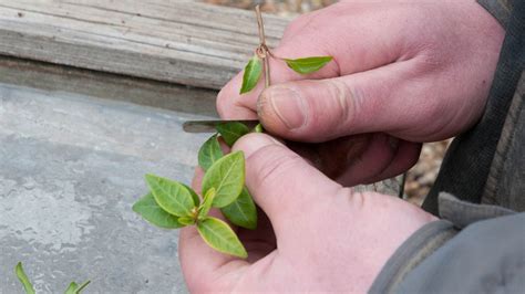 Types of Cuttings for Cloning Hydroponic Plants