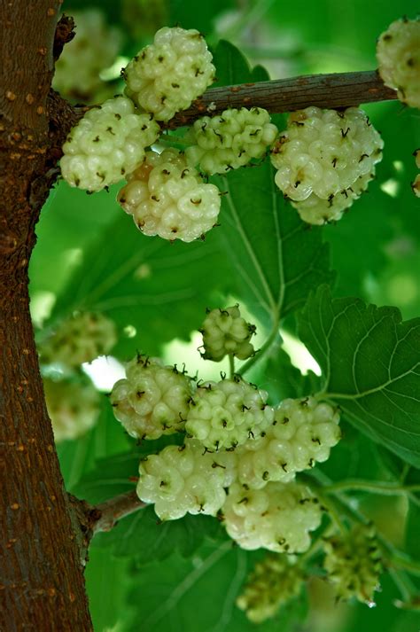 Mulberry Tree Identification