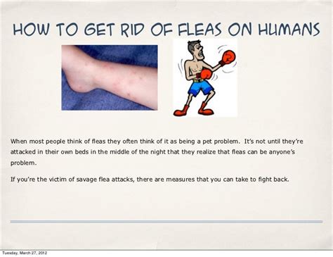 How To Eliminate Fleas From Humans