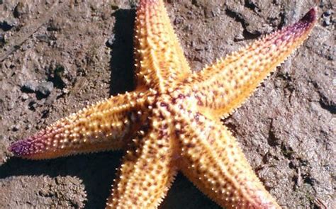 Northern Pacific Seastar - Environmental Issues